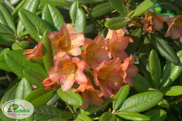 Rhododendron Bohmen